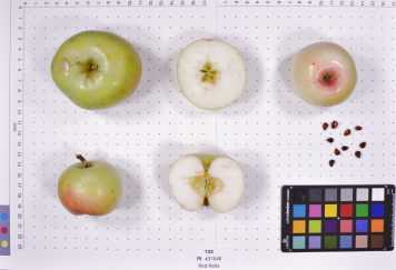 Click for 1 image(s) for this accession.